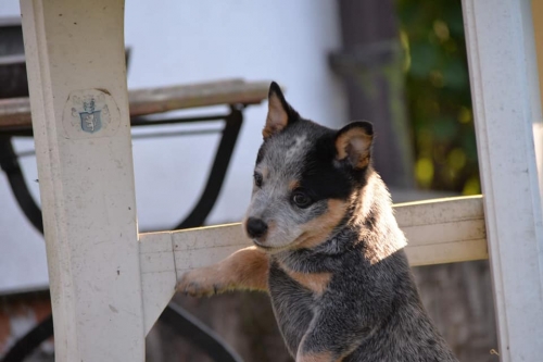 HILLARY - female - 7 weeks old